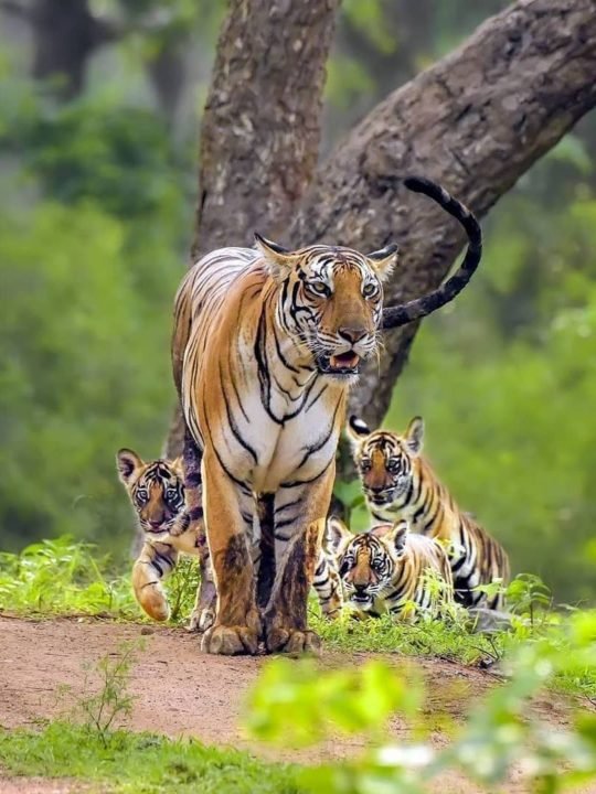 Golden Triangle Tour with Ranthambore