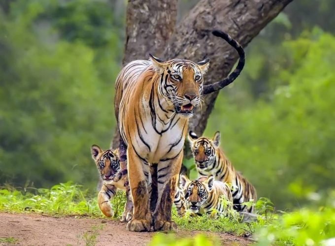 Golden Triangle Tour with Ranthambore