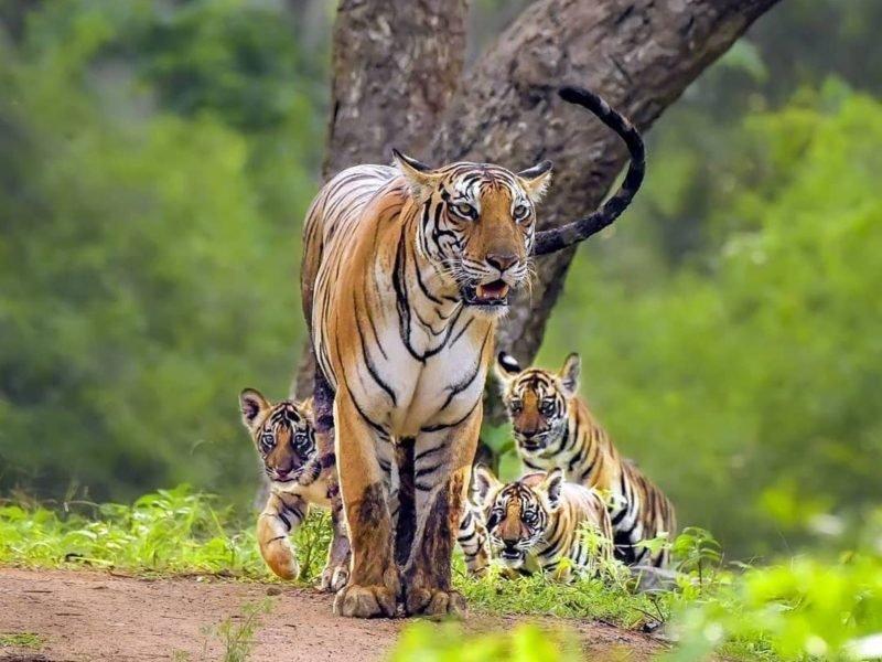 Golden Triangle Tour with Ranthambore